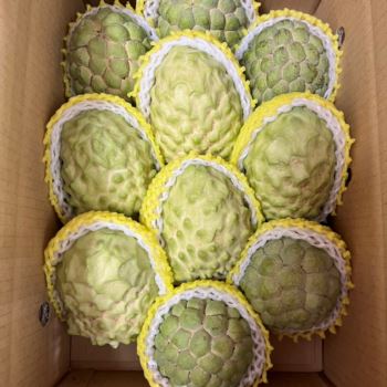 【※產地直送★，恕不接受貨到付款】台東綜合釋迦(大目+鳳梨釋迦)10斤/約10粒(免運)