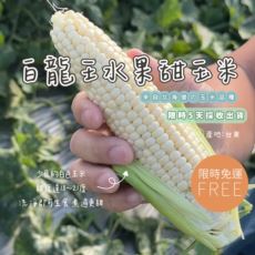 預計12/17~21陸續出貨★台東白龍王水果甜玉米 10斤/箱【產地直送，恕無法貨到付款】